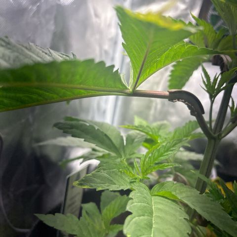 Sady growlog timeline photo