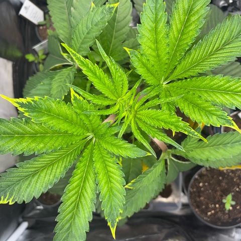 Sady growlog timeline photo