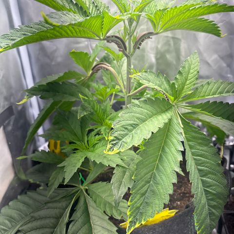 Sady growlog timeline photo