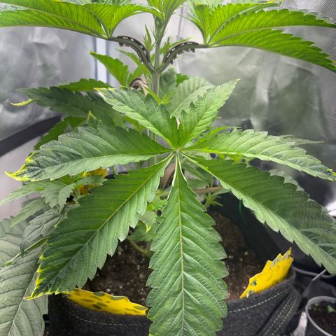 Sady growlog timeline photo