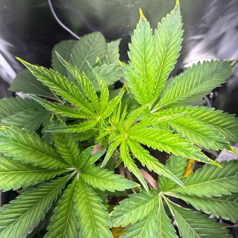 Sady growlog timeline photo