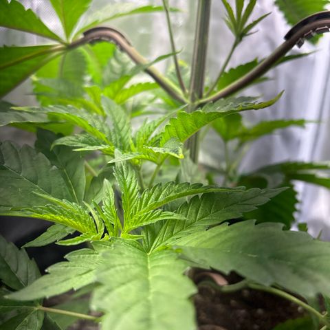 Sady growlog timeline photo