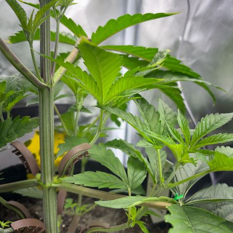 Sady growlog timeline photo