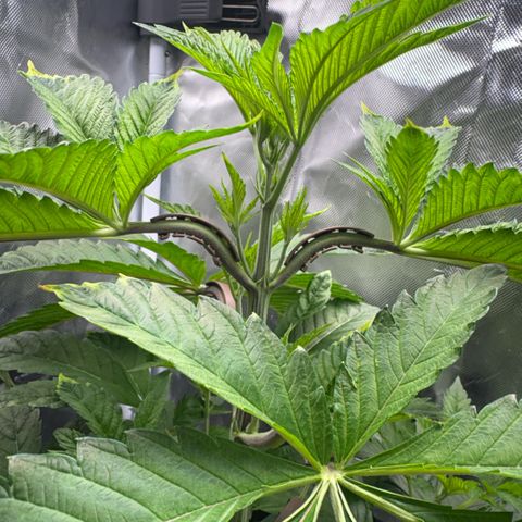 Sady growlog timeline photo