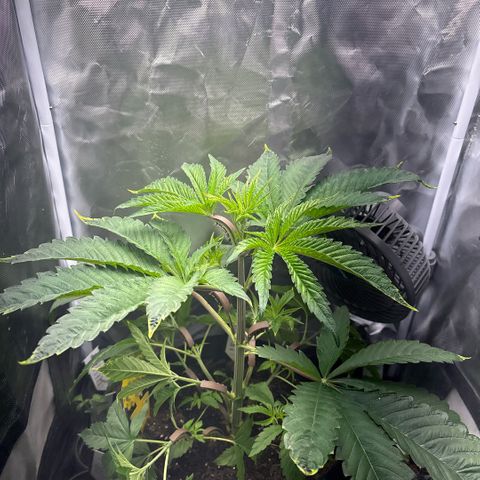 Sady growlog timeline photo