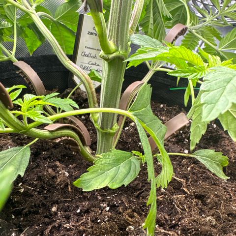 Sady growlog timeline photo