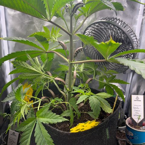 Sady growlog timeline photo