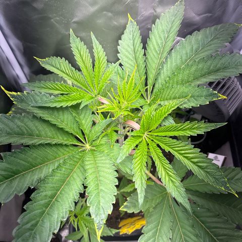 Sady growlog timeline photo