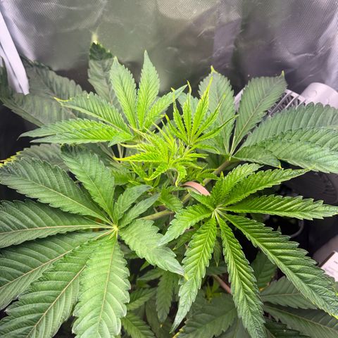 Sady growlog timeline photo
