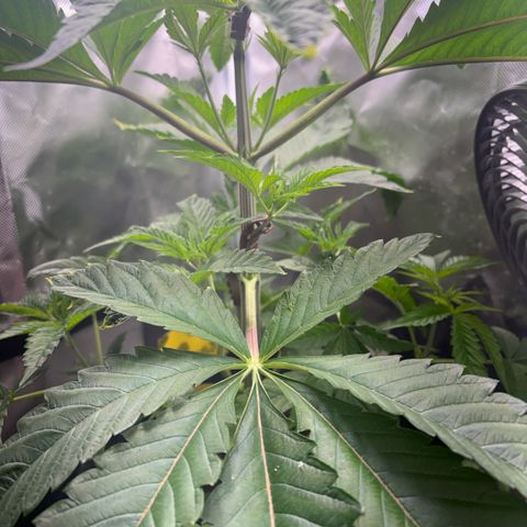 Sady growlog timeline photo