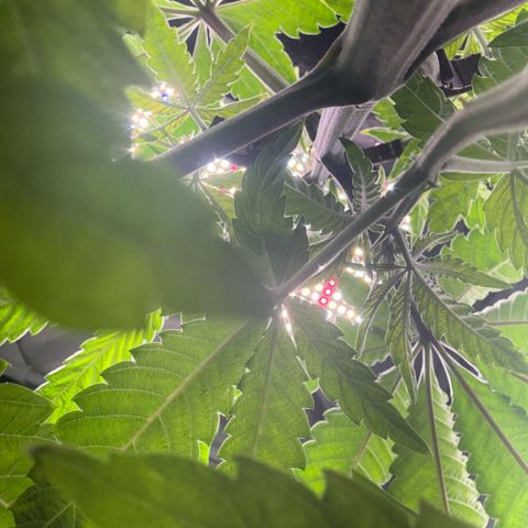 Sady growlog timeline photo