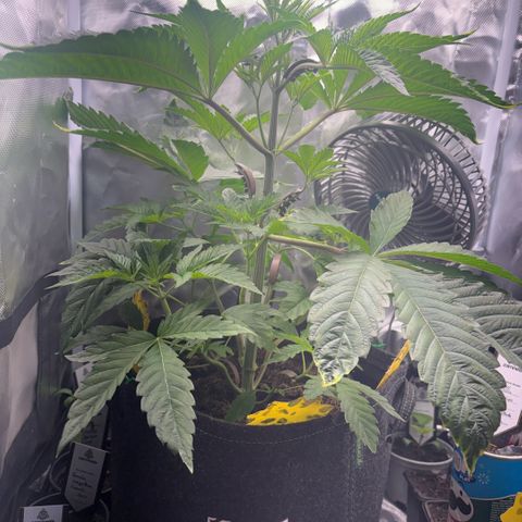 Sady growlog timeline photo