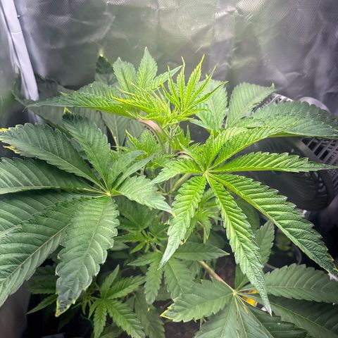 Sady growlog timeline photo