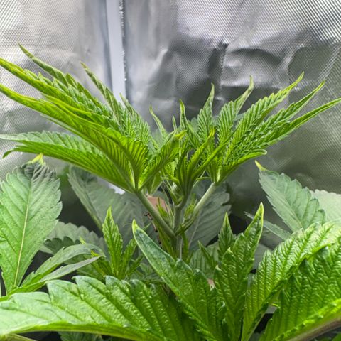 Sady growlog timeline photo