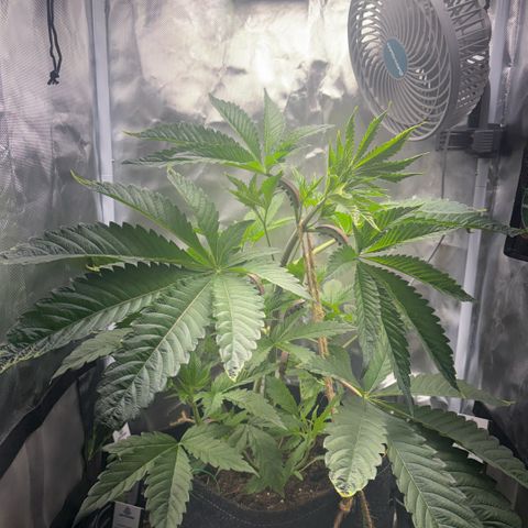 Sady growlog timeline photo
