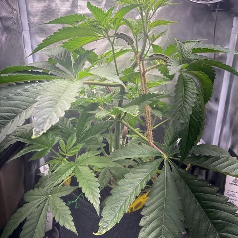 Sady growlog timeline photo
