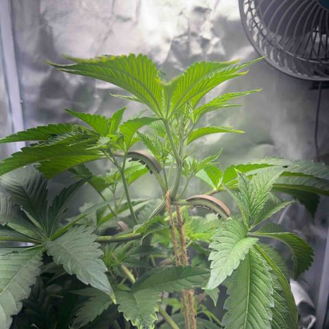 Sady growlog timeline photo
