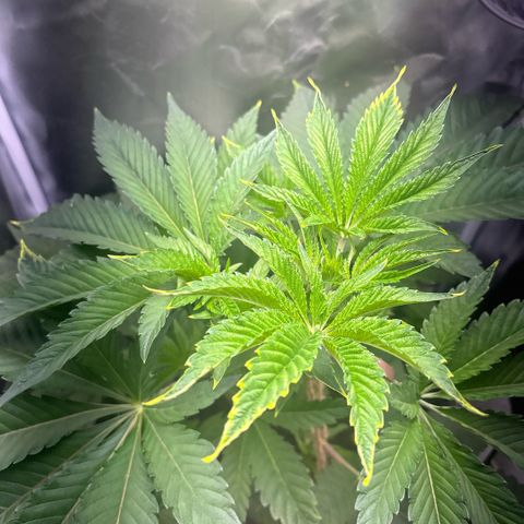 Sady growlog timeline photo