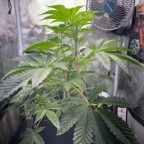 Sady growlog timeline photo