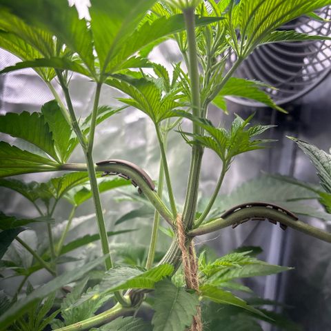 Sady growlog timeline photo