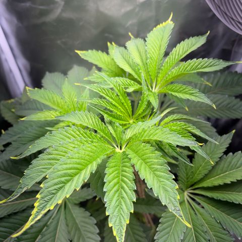 Sady growlog timeline photo