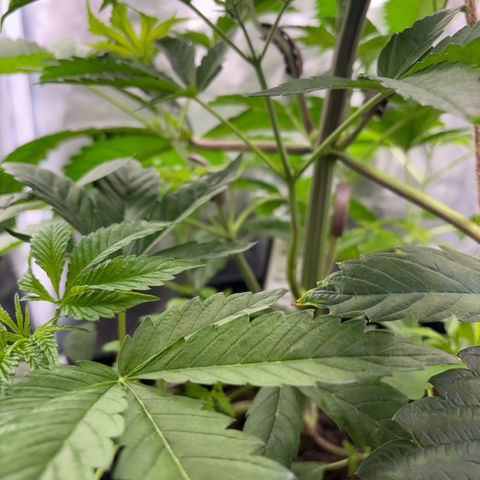 Sady growlog timeline photo