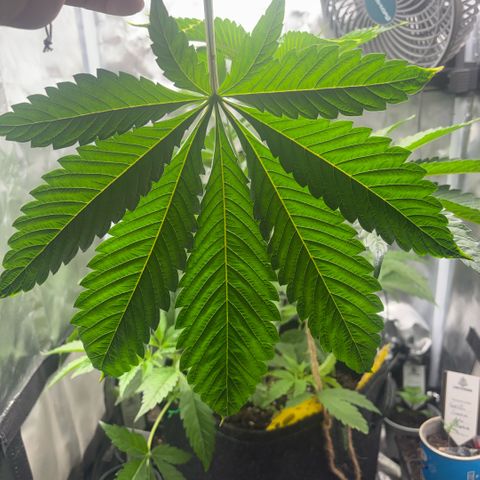 Sady growlog timeline photo