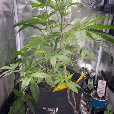 Sady growlog timeline photo