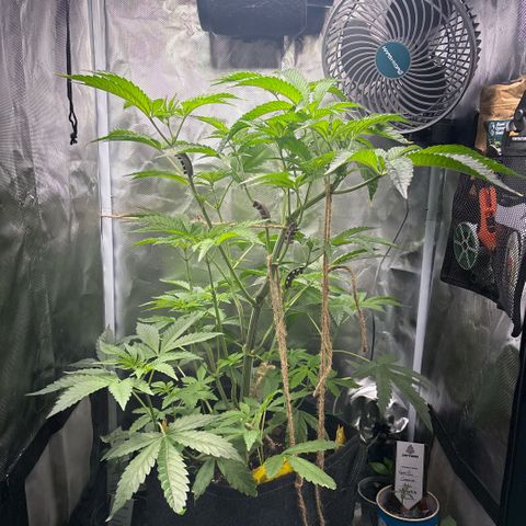 Sady growlog timeline photo