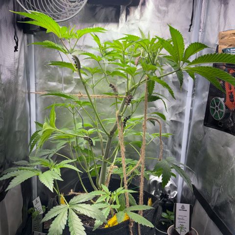 Sady growlog timeline photo