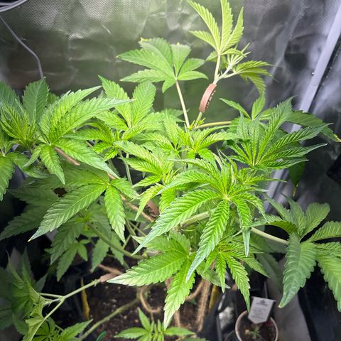 Sady growlog timeline photo