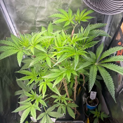 Sady growlog timeline photo