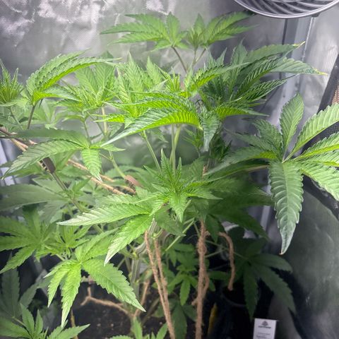 Sady growlog timeline photo