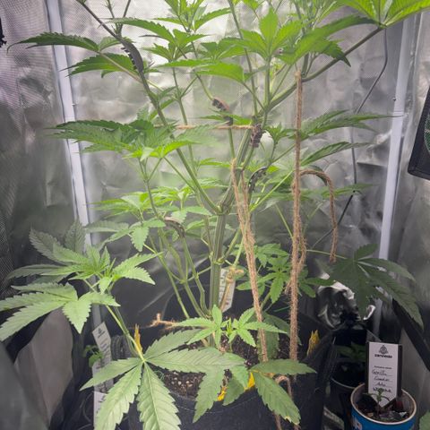 Sady growlog timeline photo