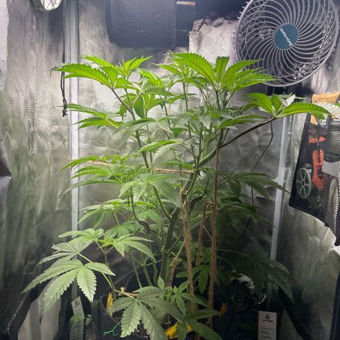 Sady growlog timeline photo