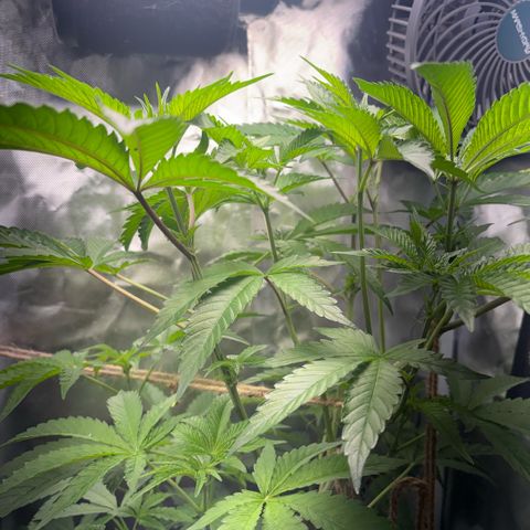 Sady growlog timeline photo