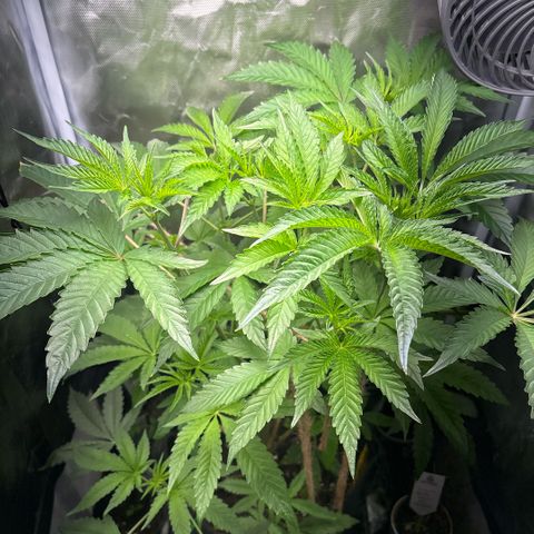 Sady growlog timeline photo