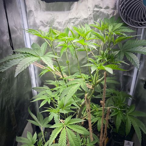 Sady growlog timeline photo