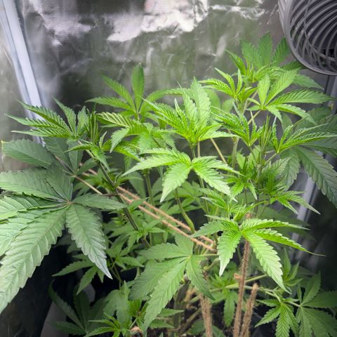 Sady growlog timeline photo