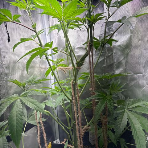 Sady growlog timeline photo