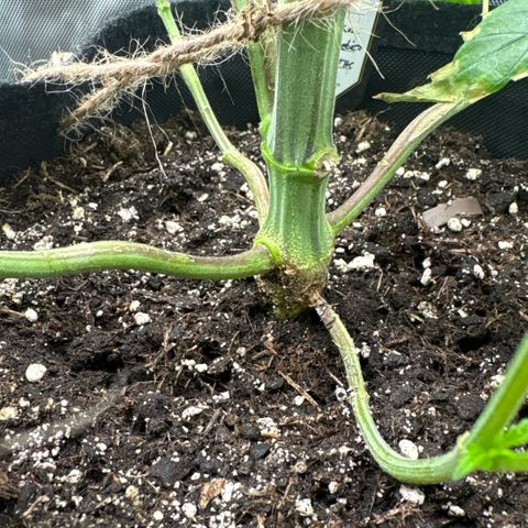 Sady growlog timeline photo