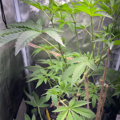Sady growlog timeline photo