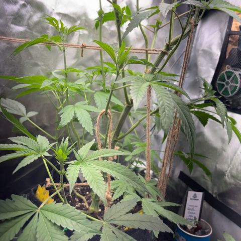Sady growlog timeline photo