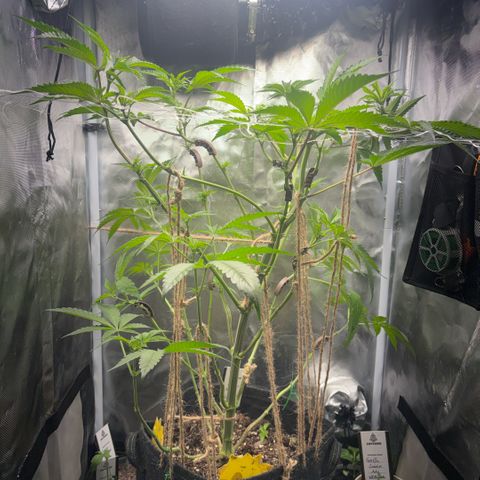 Sady growlog timeline photo