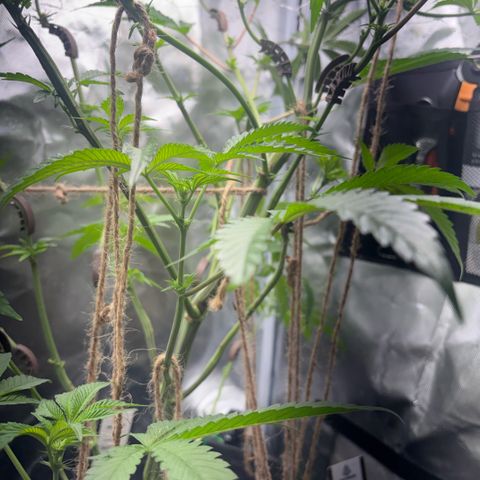 Sady growlog timeline photo
