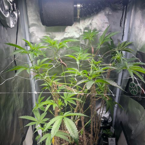 Sady growlog timeline photo