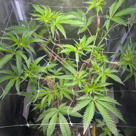 Sady growlog timeline photo