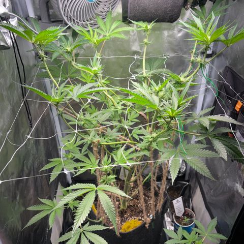Sady growlog timeline photo