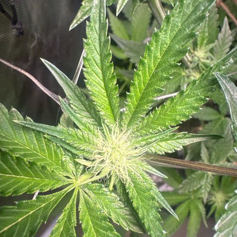Sady growlog timeline photo
