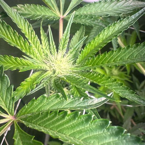 Sady growlog timeline photo
